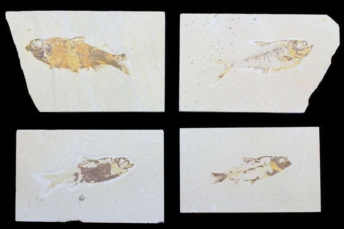 Lot: to Green River Fossil Fish - Pieces #81414